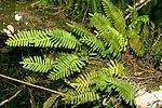 Miniatura para Pleopeltis polypodioides