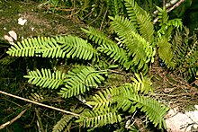 Resurrection ferns rehydrated in their uncurled state. Polypodium polypodioides, Loxahatchee.JPG