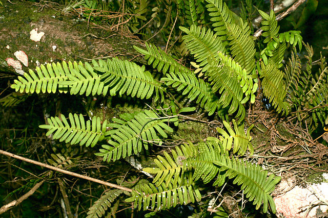  Resurrection Fern  640px-Polypodium_polypodioides%2C_Loxahatchee