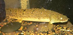 Polypterus weeksii 1.jpg