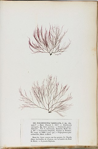 <i>Polysiphonia denudata</i> Species of alga