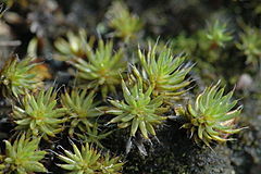 Description de l'image Polytrichum.piliferum.jpg.