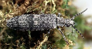 <i>Priacma serrata</i> Species of beetle