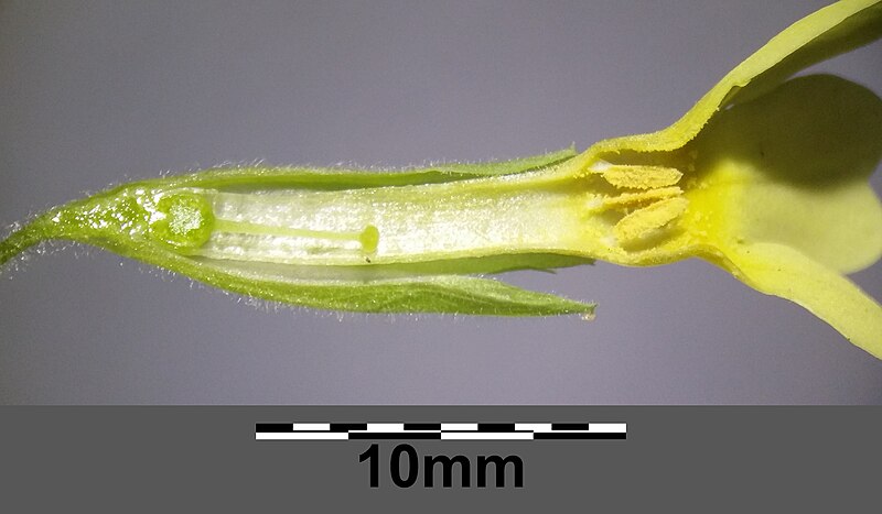 File:Primula elatior (s. str.) sl38.jpg