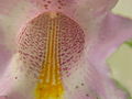 Detail květu Proboscidea louisianicany