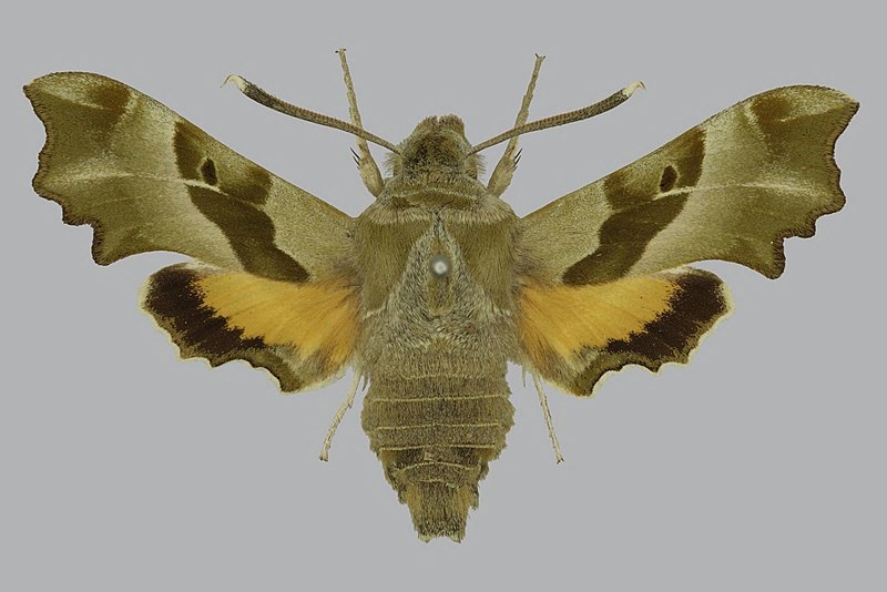 File:Proserpinus proserpina BMNHE813405 male up.jpg