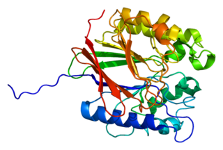 Tartrate-resistant acid phosphatase Protein-coding gene in the species Homo sapiens