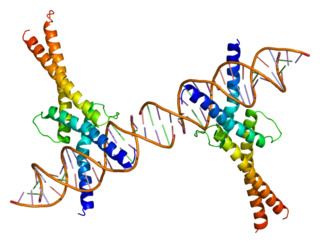 Sterol regulatory element-binding protein 1 protein-coding gene in the species Homo sapiens