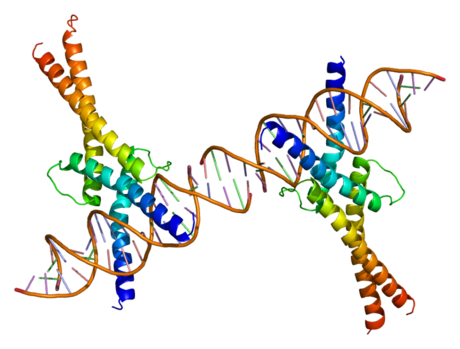 Sterol regulatory element-binding protein 1