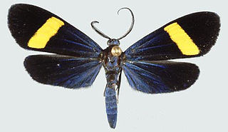 <i>Proutiella ilaire</i> Species of moth