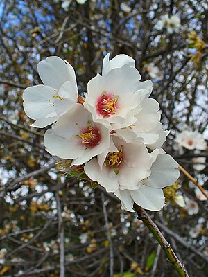 Prunus Dulcis: Descripción, Frutu, Propiedaes