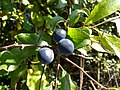 Prunus spinosa fruits.jpg