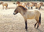 Vorschaubild für Equidae