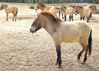 Die Equidae stellen die Vertre