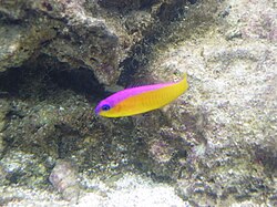 Pseudochromis Diadema Larry.JPG