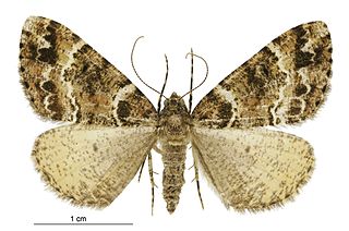 <i>Pseudocoremia productata</i> Species of moth endemic to New Zealand