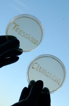 Pseudomonas teessidea PR6.5 (Типовой штамм) .jpg