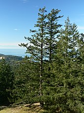 A young coast Douglas-fir stand in Anacortes Community Forest Lands, Washington Pseudotsuga menziesii 28236.JPG
