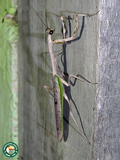 <i>Pseudovates</i> Genus of praying mantises