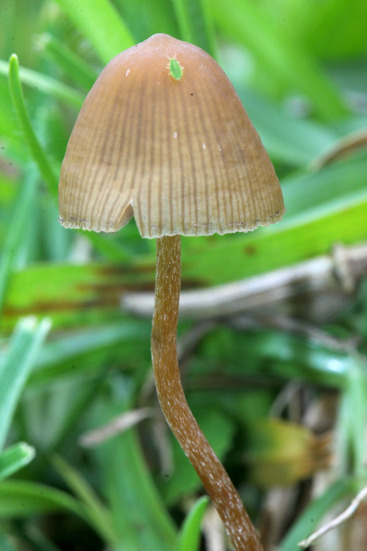 The Hidden Truth On Mushrooms Exposed