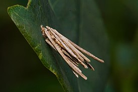 Tummasavupussikkaan (Psyche casta) toukkapussi