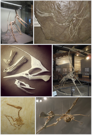 <span class="mw-page-title-main">Pterodactyloidea</span> Suborder of monofenestratan pterosaurs