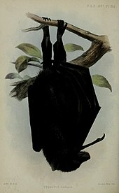 Illustration by bird illustrator John Gerrard Keulemans (1887) Pteropus natalis.jpg