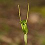 Thumbnail for Pterostylis nana