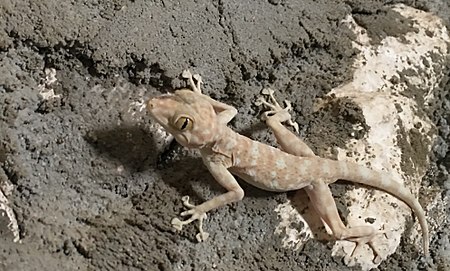 Ptyodactylus At Wadi Degla by Hatem Moushir 1.jpg