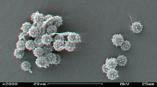512px-Puffball_spores_in_SEM_stereoscopic,_magnification_2000x.JPG