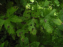 Meadowsweet (Filipendula ulmaria) .jpg barglarida Ramularia ulmariae qo'ziqorinidan kelib chiqqan binafsha dog'lar.
