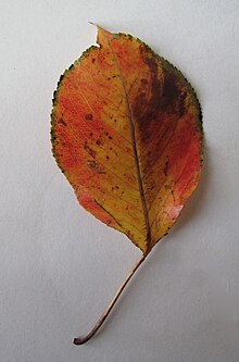Pyrus calleryana leaf 1.jpg
