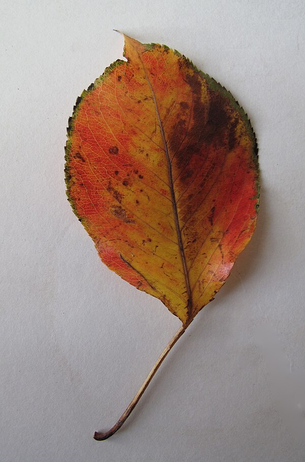Leaf of Pyrus calleryana with petiole
