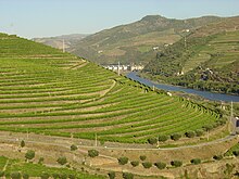 Vineyards in the Douro Valley. Regua Douro 4.JPG