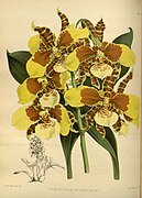 Rossioglossum williamsianum