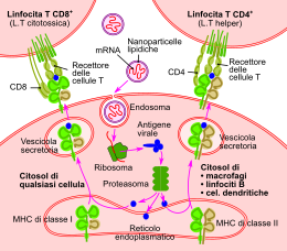 RNA-vaccin-it.svg