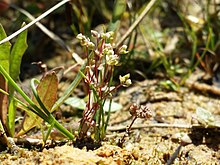 Radiola linoides on the shore of a pond, Jihocesky kraj, Czech Republic Radiola linoides sl9.jpg