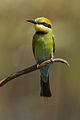 Rainbow Bee-eater - Fogg Dam - Darwin S4E5258 (22308831836).jpg