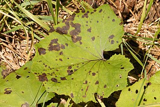 <i>Ramularia brunnea</i> Species of fungus