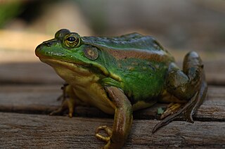 Eastern golden frog species of amphibian