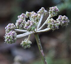 Ranger button seedheads