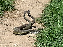 Two male northern Pacific rattlesnakes (C. oreganus oreganus) engage in a "combat dance" Rattlesnake Dance 01.jpg