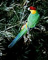 Red-capped Parrot Purpureicephalus spurius
