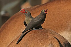 Red-billed oxpeckers (Buphagus africanus) adult (L) sub-adult (R) on impala.jpg
