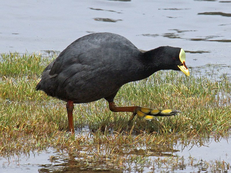 File:Red-gartered Coot RWD5.jpg