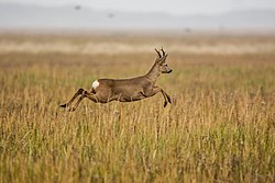 A roe deer exhibiting jumping locomotion, Wadden Sea National Parks Rehbock auf der Ostplate Spiekeroog - Nationalpark niedersachsisches Wattenmeer.jpg