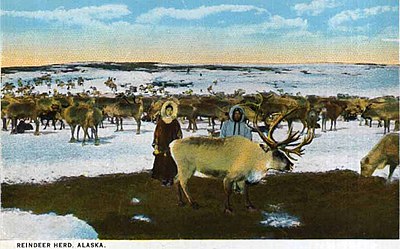 Reindeer herd, Alaska, circa 1899 (AL+CA 1073).jpg