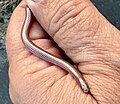Rena type species; Western blind snake (R. humilis)