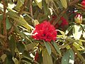 Rhododendron tree 07.jpg