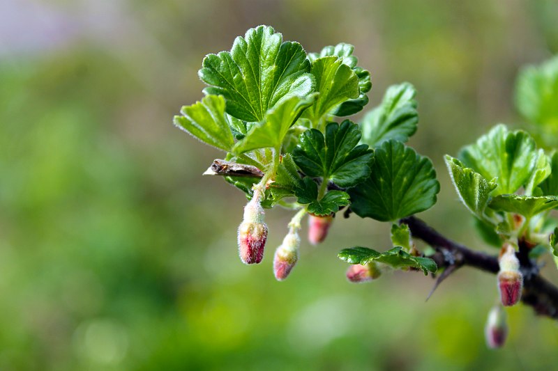 File:Ribes uva-crispa buds.jpg